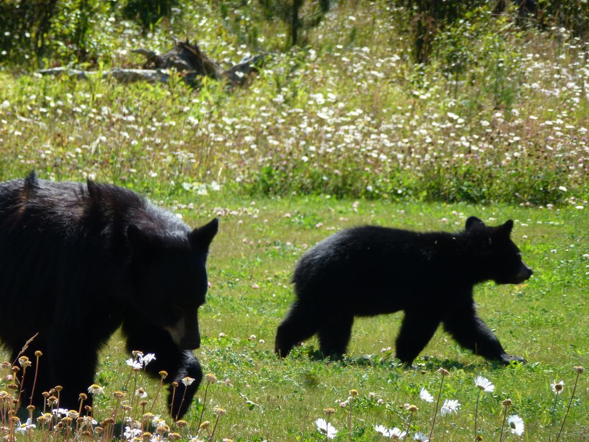 Bridge Lake Little Black Bear Lodge/B&B מראה חיצוני תמונה