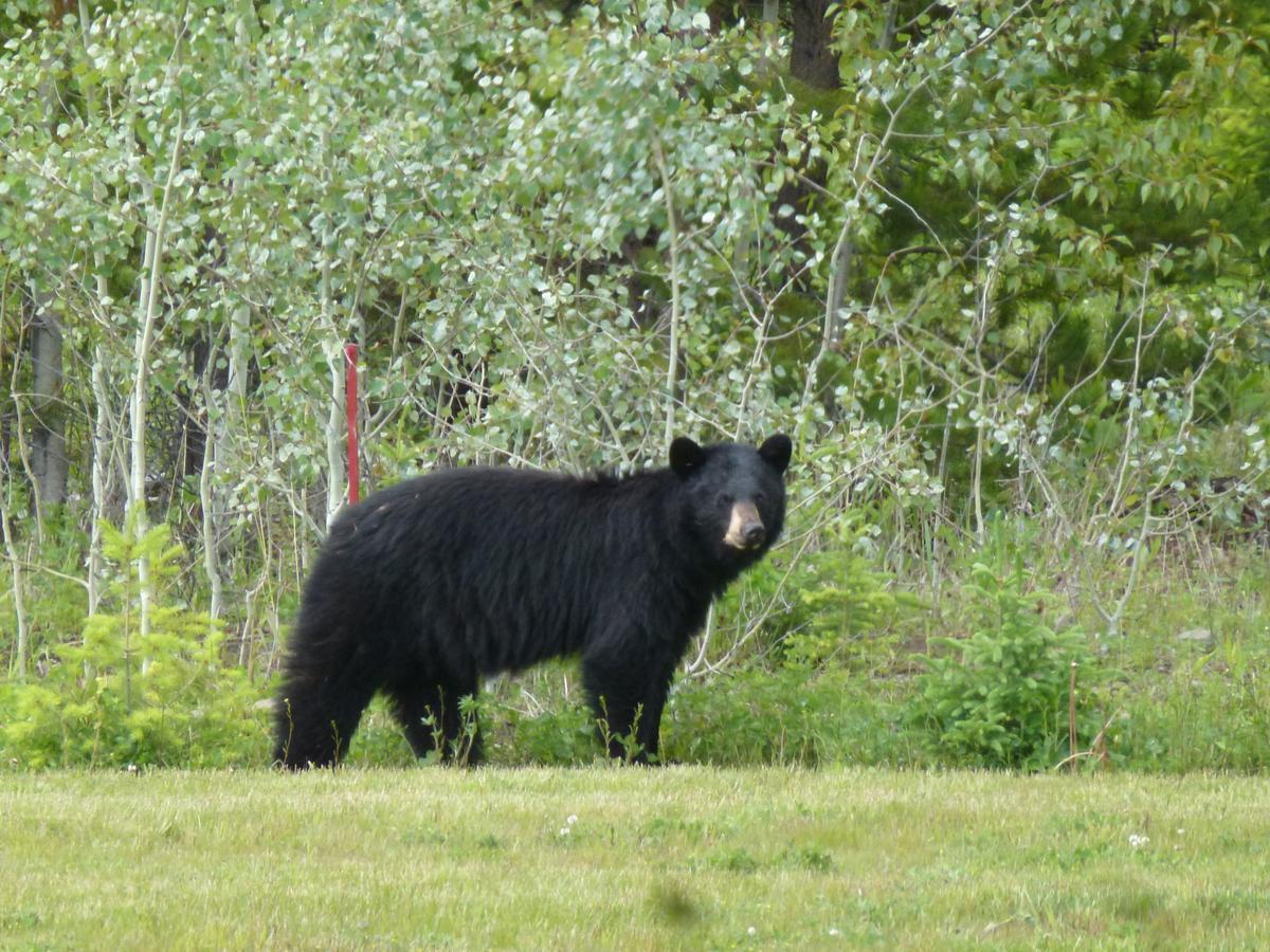 Bridge Lake Little Black Bear Lodge/B&B מראה חיצוני תמונה