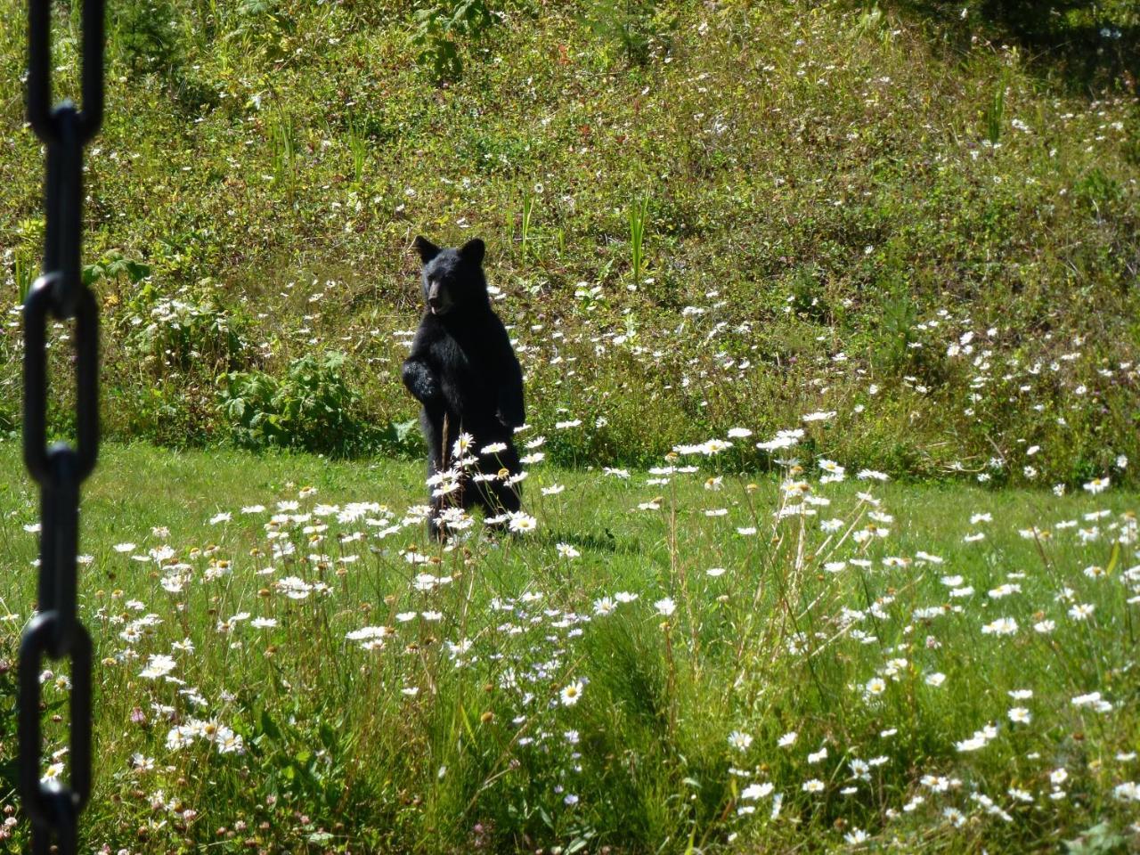 Bridge Lake Little Black Bear Lodge/B&B מראה חיצוני תמונה